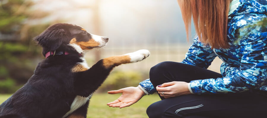 How to Teach Your Dog Fun Party Tricks